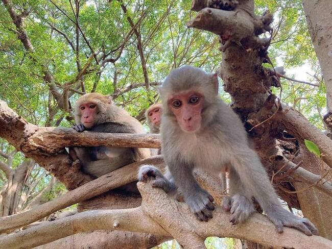 壽山動物園宣導人猴友善 廣邀兒童當廣播大使 | 華視新聞