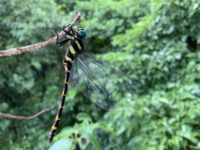 翡翠水庫40種蜻蜓棲息 保育類無霸勾蜓也現蹤 | 華視新聞