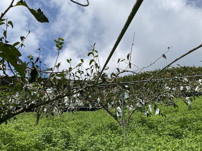 颱風海葵影響竹縣甜柿受農損  現金救助開放申請 | 華視新聞