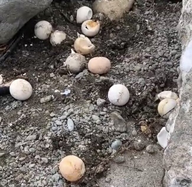颱風海葵沖刷海龜卵窩裸露 蘭嶼海邊遊蕩犬找蛋吃 | 華視新聞