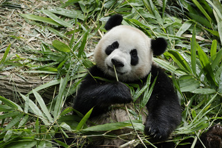 新加坡出生大貓熊叻叻滿2歲 年底返回中國