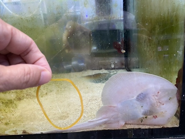 喜迎東方新魟寶寶  海科館：全台首人為環境繁殖 | 華視新聞