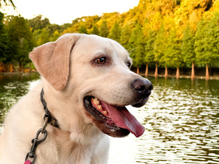 新北3警犬退役覓新家  10/8前開放領養