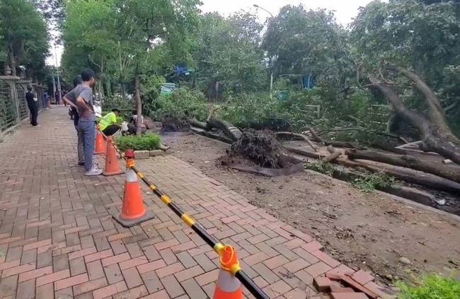 新北風雨未達停班課標  整排路樹卻遇風傾倒 | 華視新聞