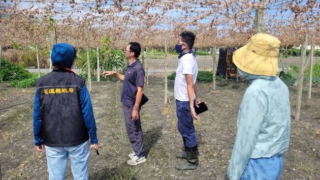 颱風海葵農作物災損  花蓮吉安壽豐苦瓜現金救助 | 華視新聞