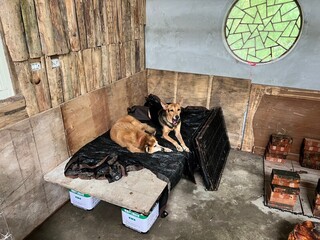 竹縣女子基隆棄養12犬貓  基市府開罰究責