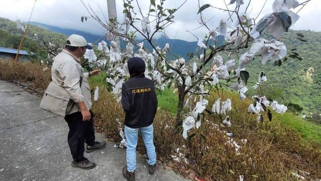 颱風海葵花蓮農損逾3千萬 卓溪鄉甜柿獲現金救助 | 華視新聞