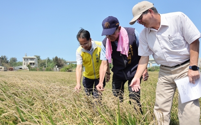 颱風小犬釀苗縣稻米遭鹽害  立委爭取專案協助 | 華視新聞