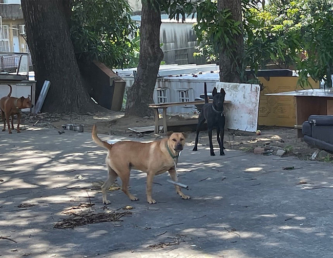 台南遊蕩犬問題引關注 將加強捕捉管制減少繁衍 | 華視新聞