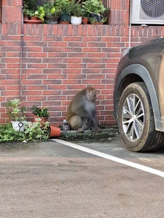 台灣獼猴出沒雲林縣府 農業處：不排除有人飼養 | 華視新聞