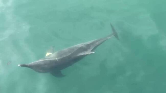 糙齒海豚迷航誤闖高雄港  海巡持續觀察掌握動向 | 華視新聞