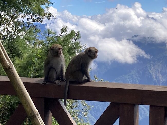 阿里山獼猴常搶奪遊客食物  誘捕結紮控制數量 | 華視新聞