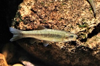 淡水魚增14種保育類 飼主112年底前須登記備查