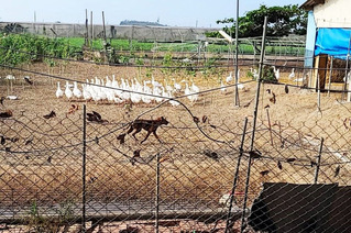 野狗又逞凶闖雞舍肆虐  嘉縣府擬守衛犬計畫遏阻