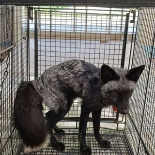 銀狐脖掛福袋流落街頭  苗栗動防所暫收容尋飼主