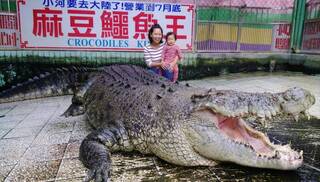 麻豆灣鱷「小河」送中國6年離世 原飼主：恐因思鄉