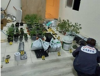 男子與同夥租透天厝種大麻  中市警破獲