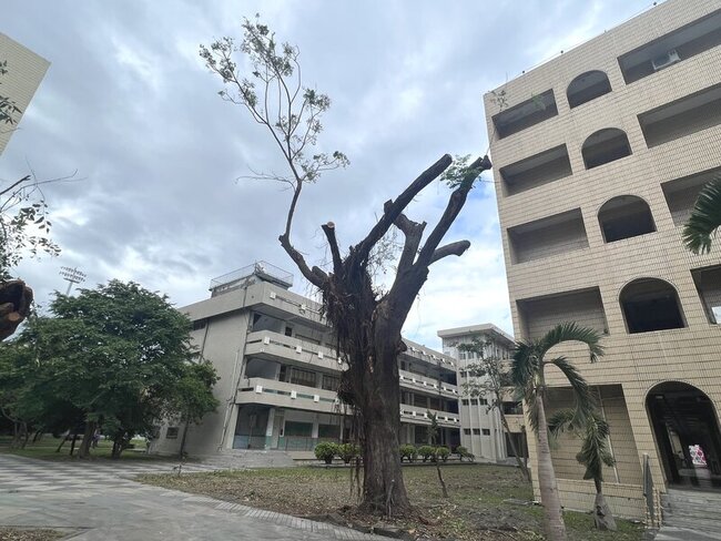 台東大學2棵大樹遭斷頭式修剪 愛樹人痛心陳情教部 | 華視新聞