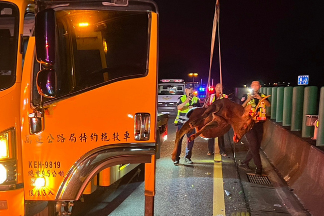 台南水鹿闖國道遭撞死  自小客駕駛送醫 | 華視新聞