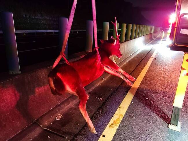 國道驚見水鹿遭撞斃  初判人工飼養載運掉落車外 | 華視新聞
