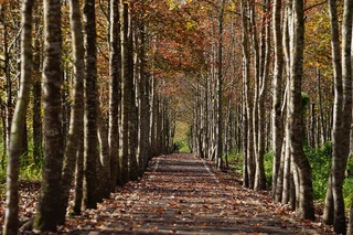花蓮大農大富賞楓季 邀民眾感受平森之美