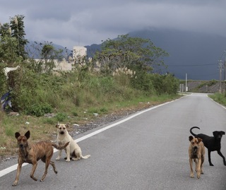 因地制宜重視動物保護  花蓮縣動保自治條例公布