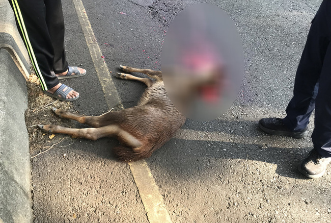 彰化水鹿被撞死 警查肇事車輛開罰 | 華視新聞