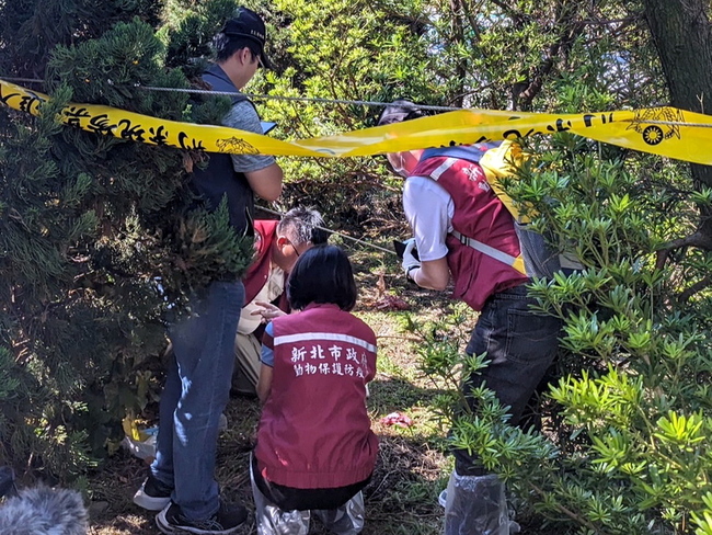 新北疑山羌遭虐殺  動保處送驗警調閱監視器緝凶 | 華視新聞