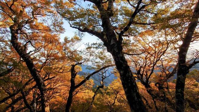 台灣山毛櫸滿山金黃  太平山森林遊樂區最佳觀賞期 | 華視新聞