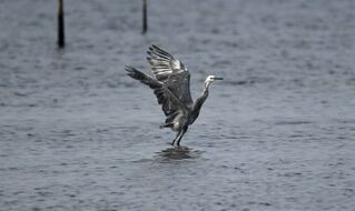 罕見暗色型小白鷺現蹤將軍濕地 台南僅4次紀錄