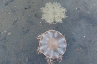 台南扇形鹽田倒立水母現蹤 環團監測公布生態豐富