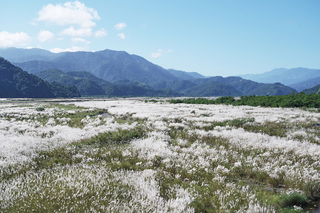 蘭陽溪河床邁入芒草花季 花穗搖曳如雪白地毯