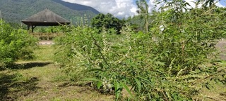 蜜源植物黃荊殘株變綠金  蒸餾萃取製成生活用品