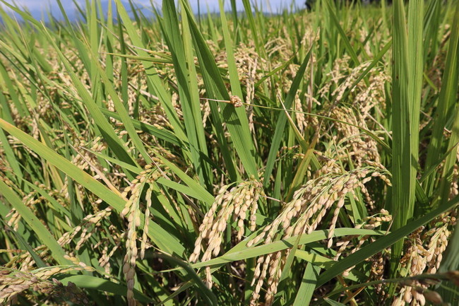 加強型水稻保費  花蓮富里公所擬補助10% | 華視新聞
