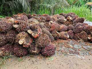 馬來西亞經濟驅動力 棕櫚油產業創300萬就業機會