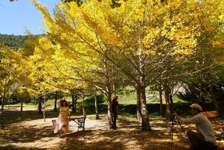 武陵農場銀杏水杉換新裝 金黃樹海如置身日韓