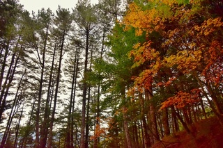追楓趣 大雪山國家森林遊客區首波楓紅