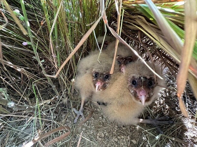 4隻草鴞寶寶現蹤台南草叢 緊急搭建圍網保護 | 華視新聞