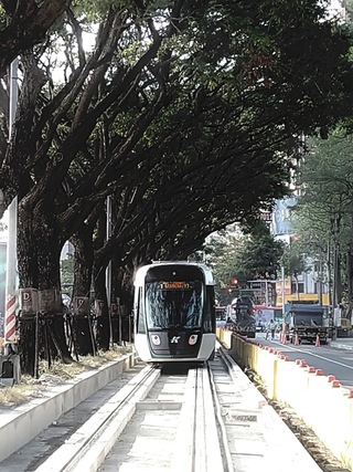 提升景觀遮蔭 高雄輕軌大順路段將補植112棵雨豆樹
