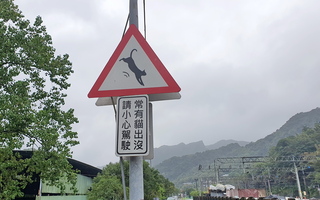 「常有貓出沒」路標引議  新北：友善動物防路殺