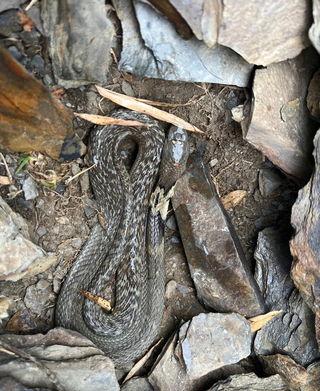 合歡山發現平地眼鏡蛇 懷疑跟搭車輛上山被凍死