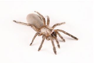 恆春2種新蜘蛛登國際期刊 住樹洞潮間帶習性特殊