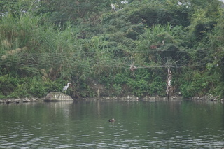 私設鳥網害保育類魚鷹死亡 花蓮漁民觸法送辦