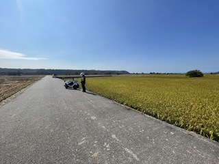 台中外埔忘憂谷金黃稻浪吸人潮 警加強違停取締