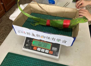 梧棲大排綠鬣蜥現蹤 研判人為飼養後棄養