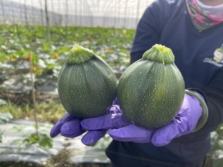 台東青農成功栽種圓櫛瓜 外形像小南瓜受市場歡迎