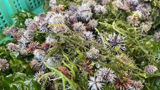 水試所放流5千顆海膽 豐富澎湖海洋漁業資源