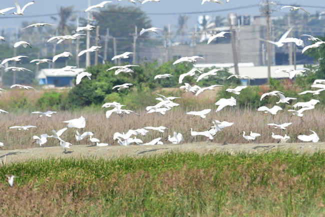 高雄茄萣濕地百隻黑琵現蹤 雁鴨大軍也趕抵 | 華視新聞