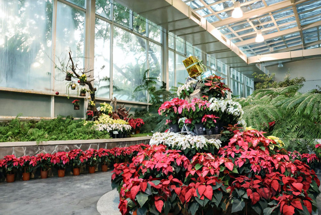 科博館聖誕紅花展 多種花色打破只有紅色印象 | 華視新聞