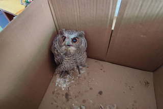 台南校園走廊發現領角鴞幼鳥 學生驚呼好可愛
